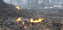 В Ревде выгорело порядка десяти гектар леса 