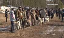 В Ревде прошла городская выставка охотничьих собак всероссийского масштаба 