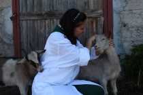 Приключения на ферме или всеядные козы и неуловимый теленок