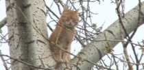 Рыжий кот более суток сидит на дереве