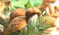 Жительница Ревды собрала богатый урожай грибов