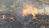 Лесной пожар в Ревде удалось потушить за четыре часа
