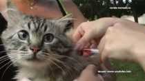 Ветеринары Ревды предлагают бесплатную вакцинацию от бешенства