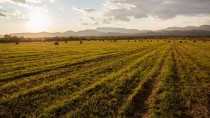 Жители Свердловской области могут бесплатно получить гектар земли