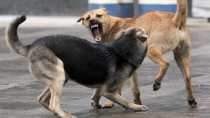 «Собачьи свадьбы»: кто должен защитить от агрессии хвостатых?