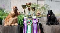 Две собаки питомника СУМЗа стали отличниками международной выставки