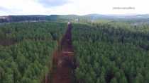 В Ревде под видом профилактической рубки валят строевой лес