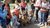В детском лагере Ревды "Лесная жемчужина" выступили служебные собаки СУМЗа