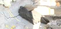 На птичьих правах. Жительница Ревды обнаружила гнездо с птенцами на своем балконе 