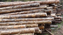 Житель Ревды незаконно срубил десять деревьев. Ему грозит до 7 лет колонии