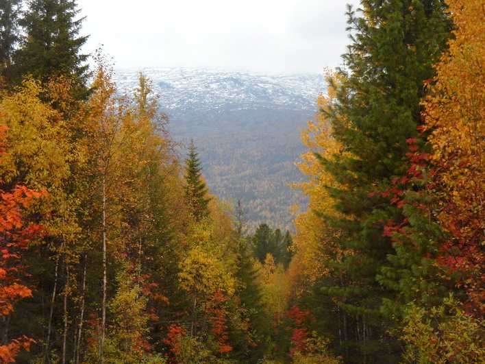 Краски осени недалеко от слияния горных речек у подножья горы Серебрянский камень