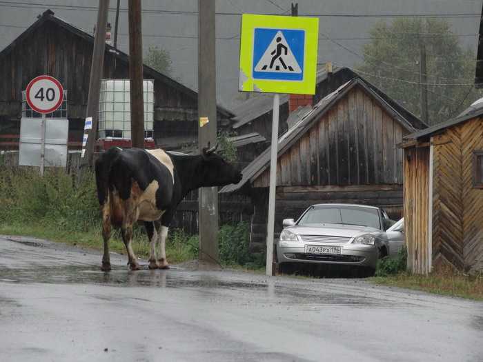 Немного деревенской романтики. В Мариинске даже коровы переходят дорогу по правилам. 