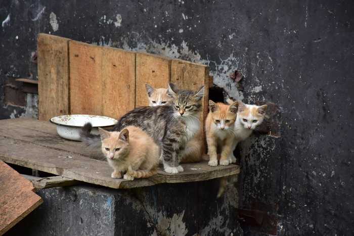 В подвале дома Чехова, 43 живет около 30 кошек. Местные жители их подкармливают, что привлекает бродячих собак. 
