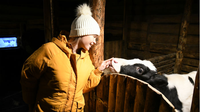 Яна Станкевич и племенной бычок Добрыня. Фото Владимира Коцюбы-Белых