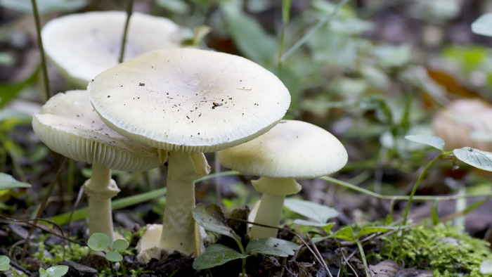 Типичная бледная поганка — самый опасный гриб, который растет в наших краях. Фото с сайта mirvokrugnas.com