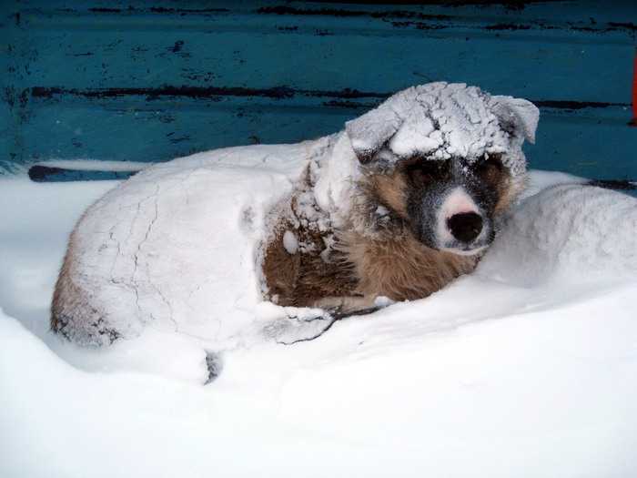 Так ночуют собачки. Под одеялом из снега