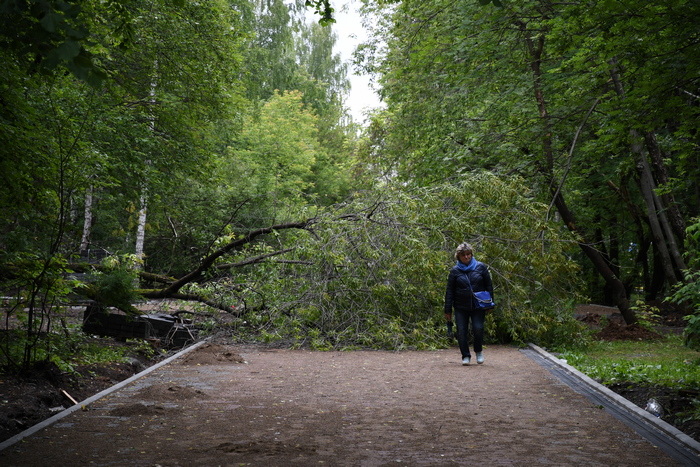 Вот этот старый клен упал будущую пешеходную дорожку. Дерево было в аварийном состоянии. Сотрудники УГХ определили еще 27 деревьев, которые могут упасть в любой момент и представляют реальную угрозу. Фото Владимира Коцюбы-Белых