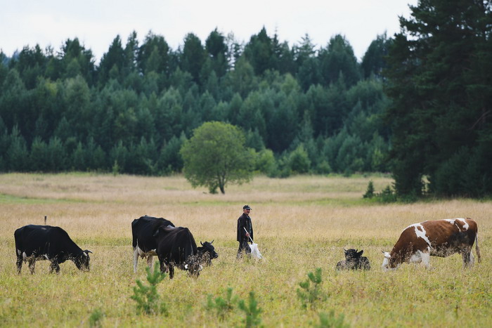 Гуляют коровы каждый день, без выходных. Фото Владимира Коцюбы-Белых