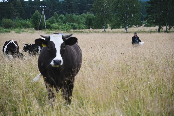 Коровы гуляют до 17 часов. Потом просятся домой. Фото Владимира Коцюбы-Белых