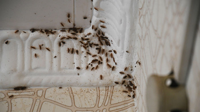 В соседней комнате, которая расположена через стенку от комнаты Юлии, люди не живут. Зато полно тараканов. При этом комната продана, зайти туда без разрешения хозяина, чтобы потравить насекомых, возможности нет. Фото Владимира Коцюбы-Белых
