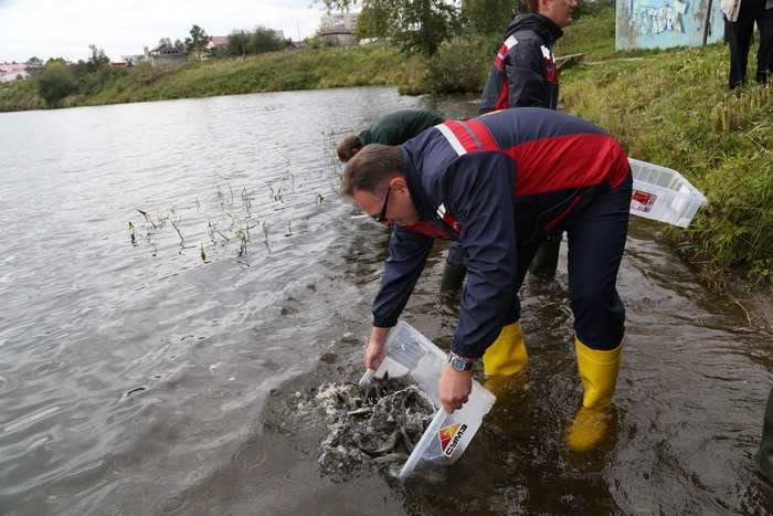 Зарыбление Мариинского водохранилища